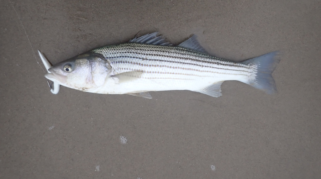 Albi Snax and Super Snax – Rocksimpson Surf Fishing